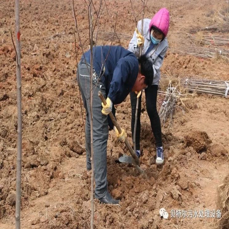 貝特環保開展“積極參加義務植樹,建設美麗貝特環?!被顒? onmousewheel=